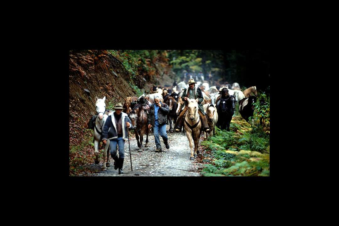 Transhumance Transhumance